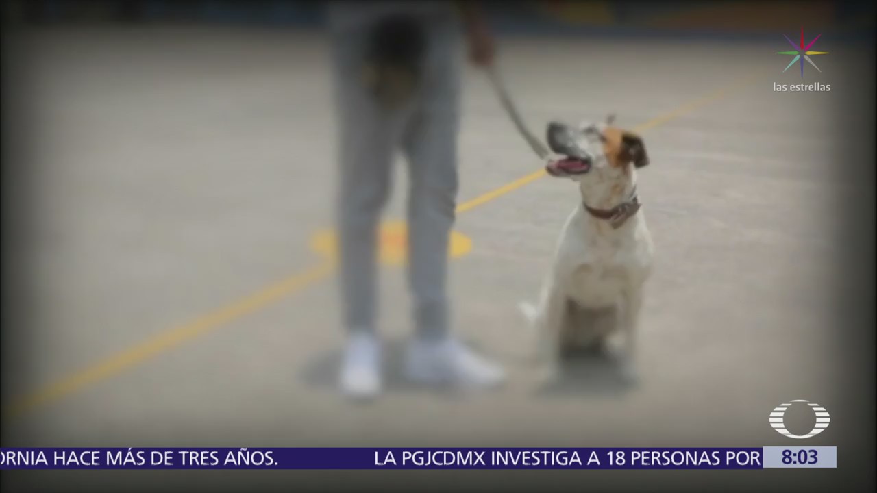 Con perros de acompañamiento, ‘Dejando Huella Reinserta’ ayuda a niños con autismo