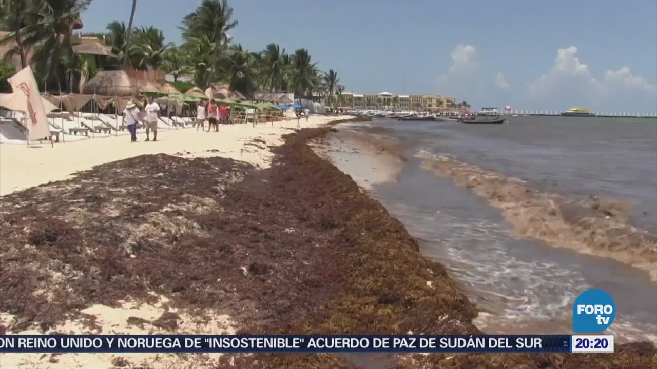 Consecuencias Ecológicas Retirar Sargazo Playas Quintana Roo