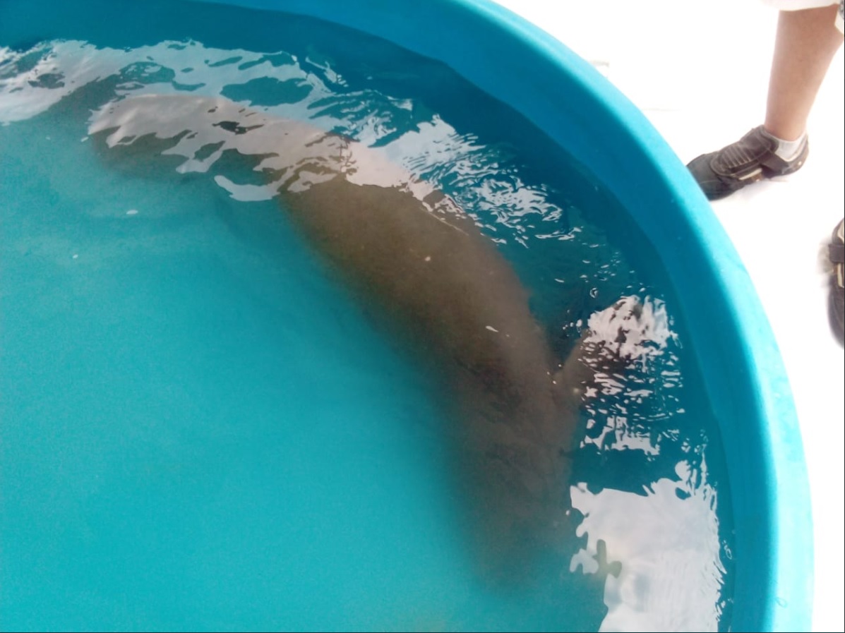Cría de manatí es rescatada en río San Pedro de Centla, Tabasco