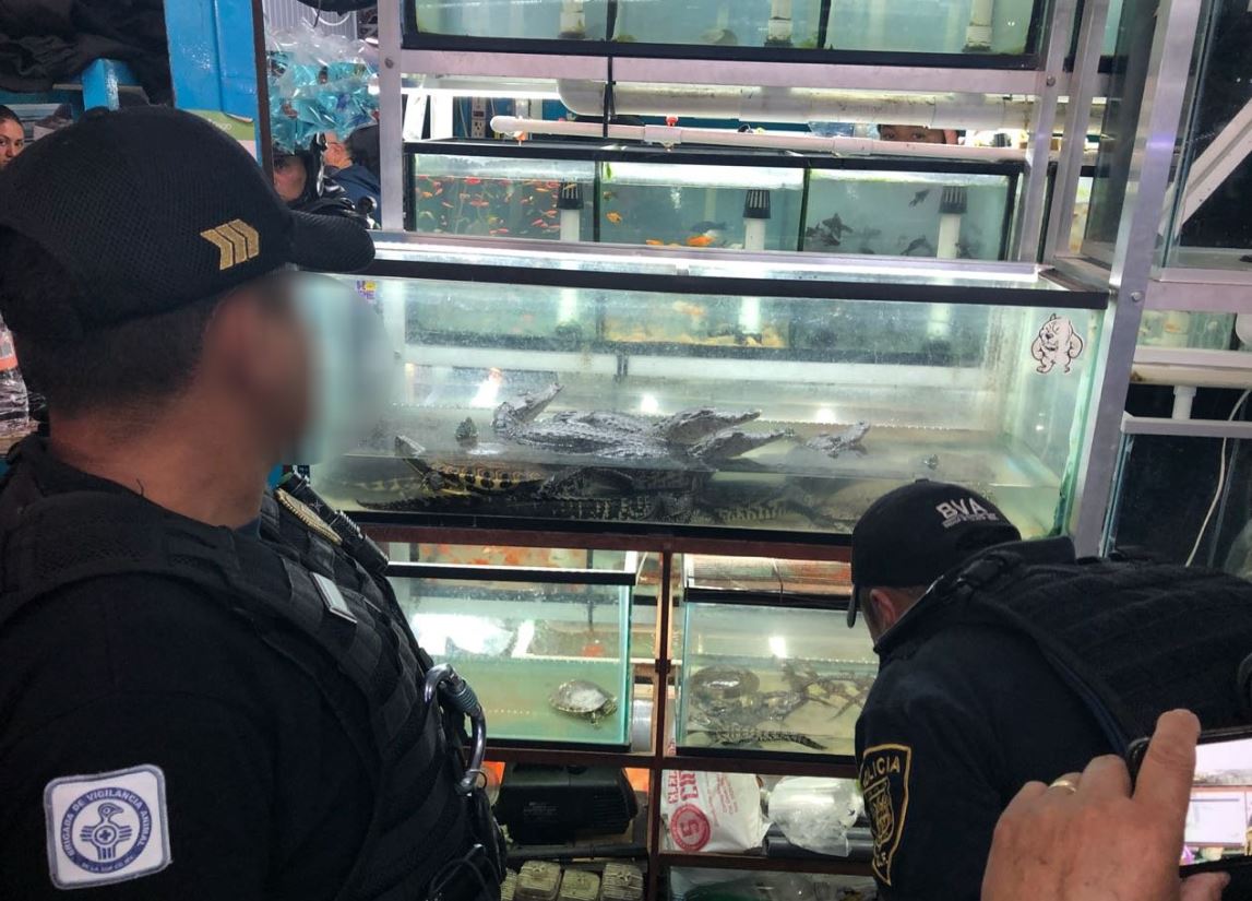 Decomisan iguanas, tortugas y cocodrilos en mercado