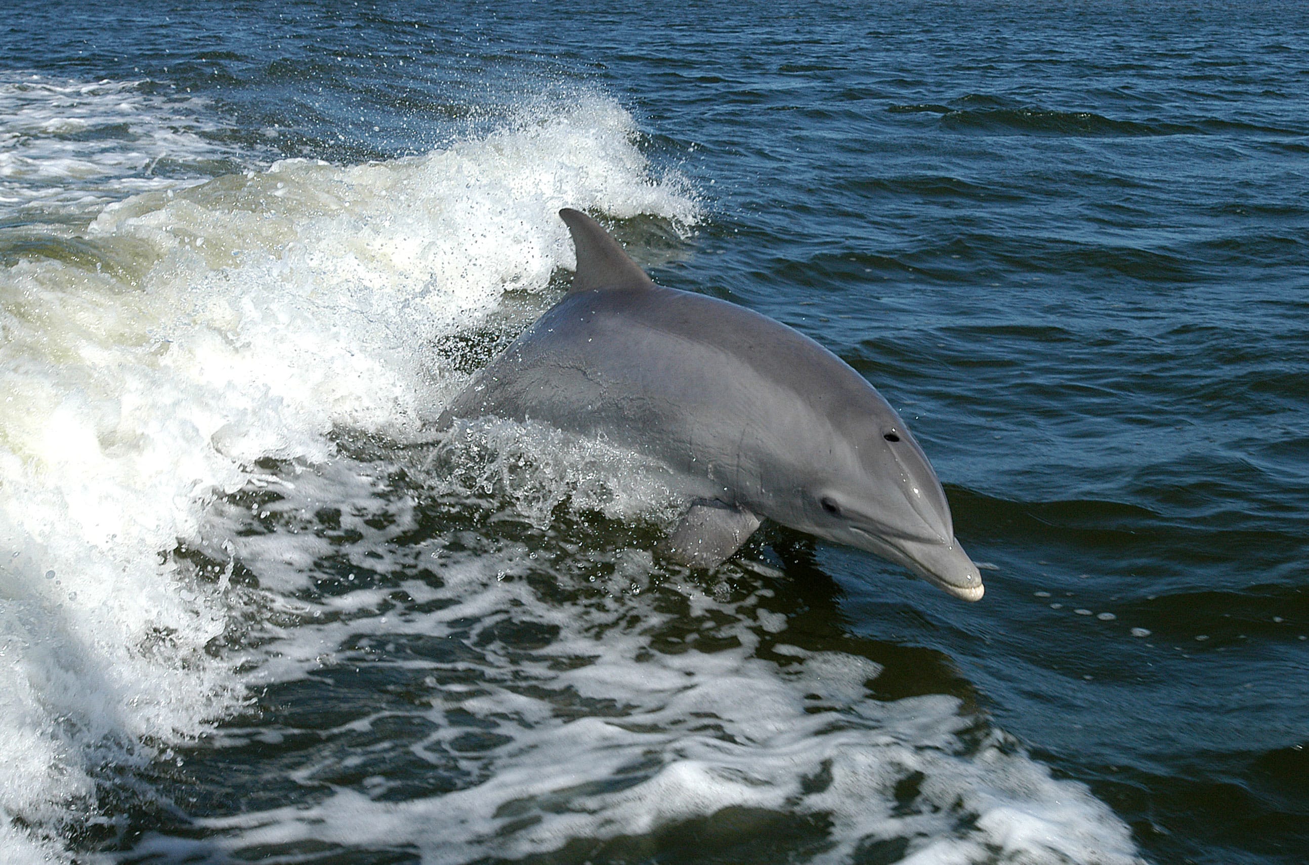delfin-sexualmente-frustrado-ataca-turistas-francia-pexel