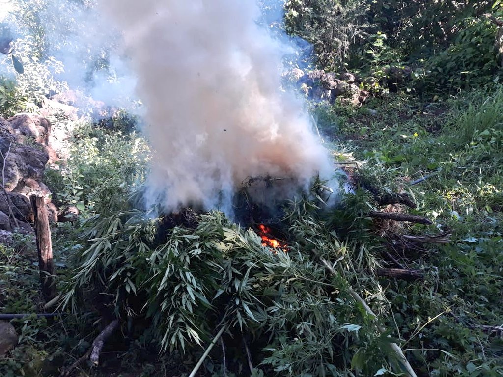 Destruyen 10 plantaciones de marihuana en Tequila, Jalisco