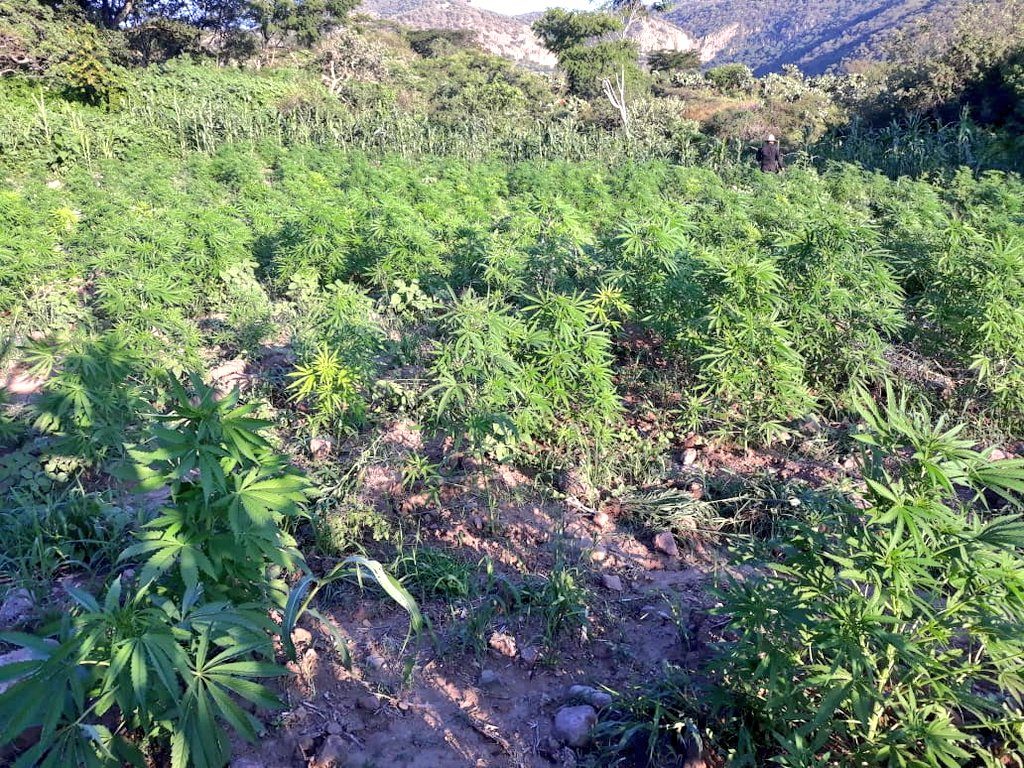 Destruyen 10 plantaciones de marihuana en Tequila