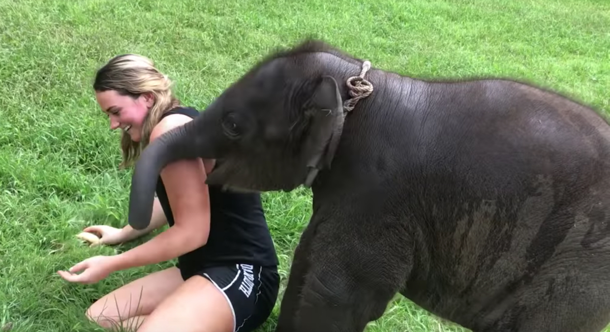 Elefante Bebé Turista Santuario Tailandia Video