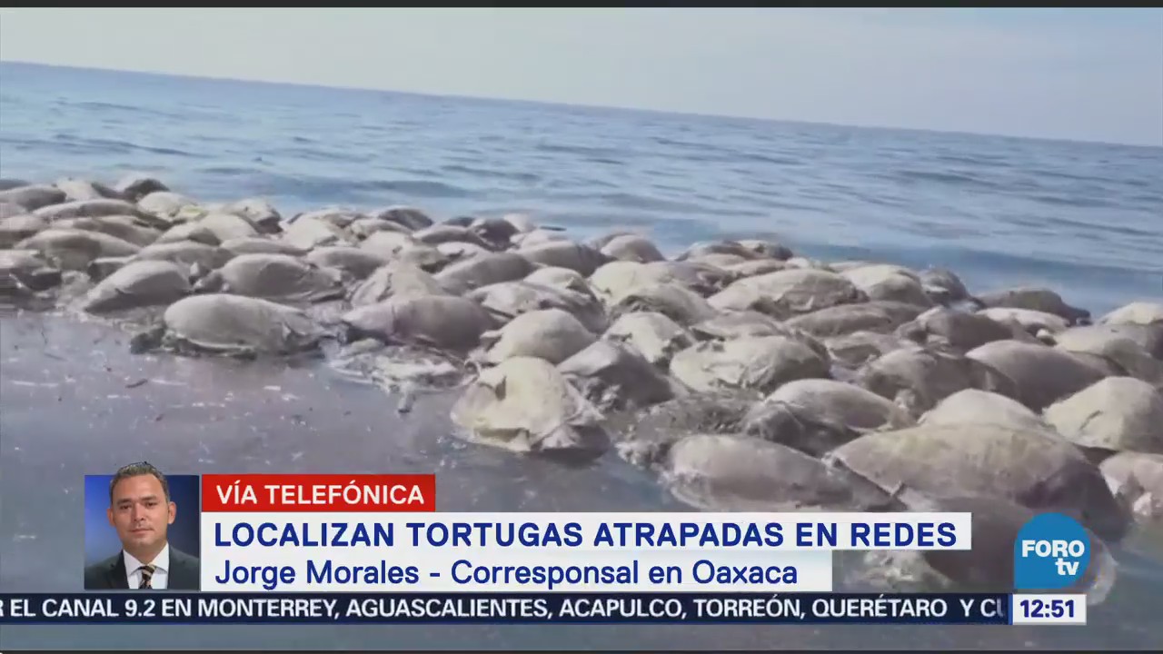 Encuentran 300 tortugas muertas frente a costas de Oaxaca