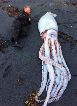encuentran-calamar-gigante-muerto-nueva-zelanda-playa