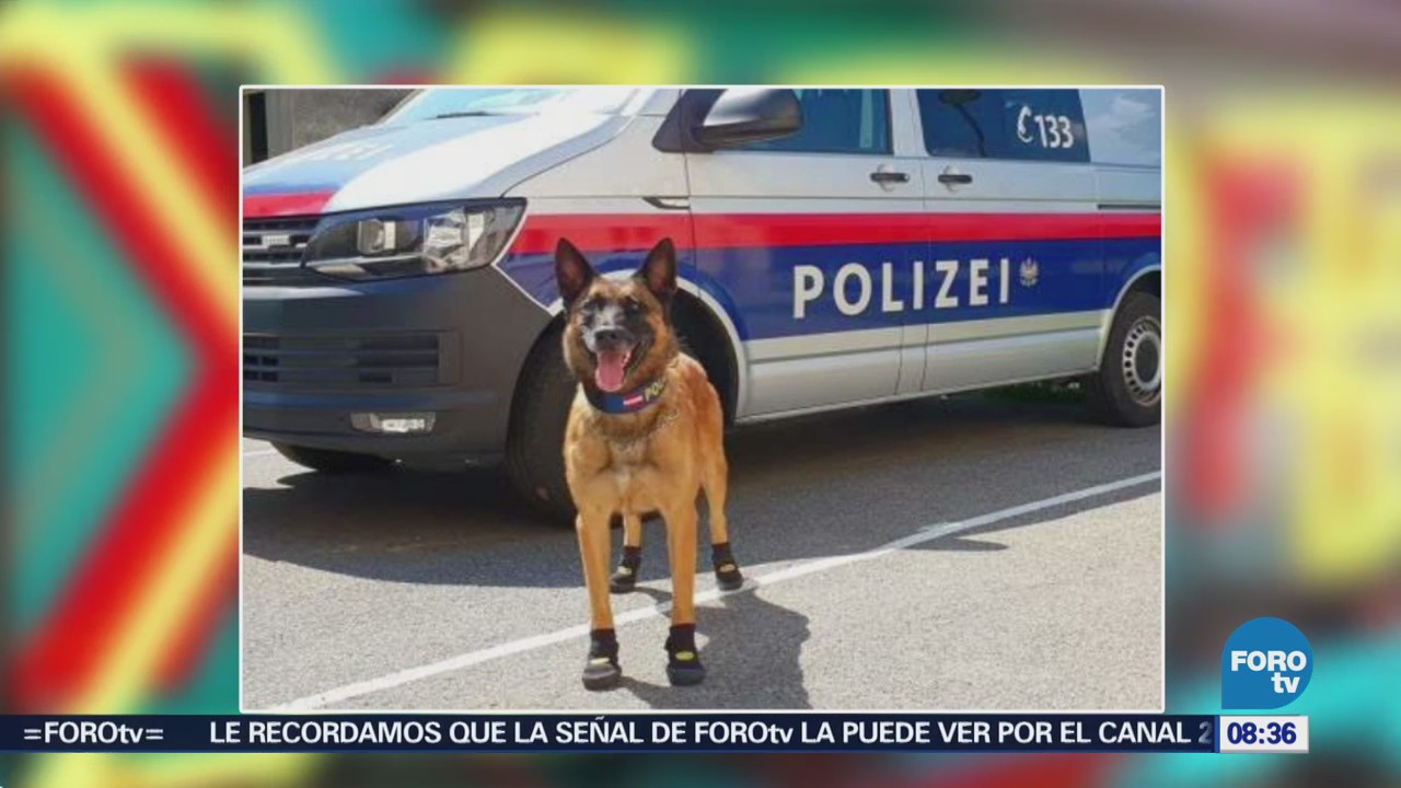 Perros policías usan zapatos contra el calor