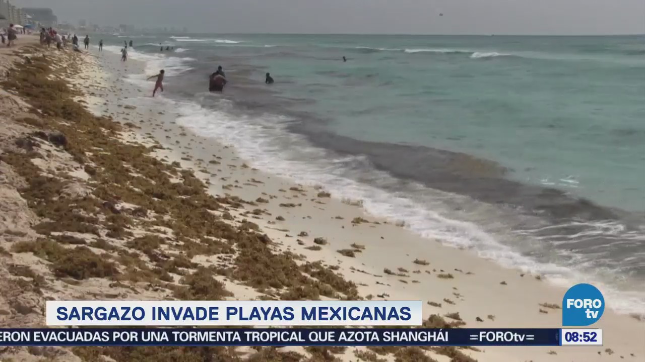 Sargazo invade playas de Quintana Roo