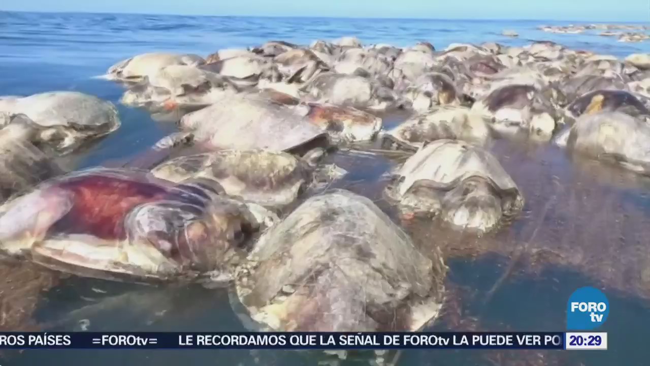 Hallan 300 tortugas muertas atrapadas en una red de pesca