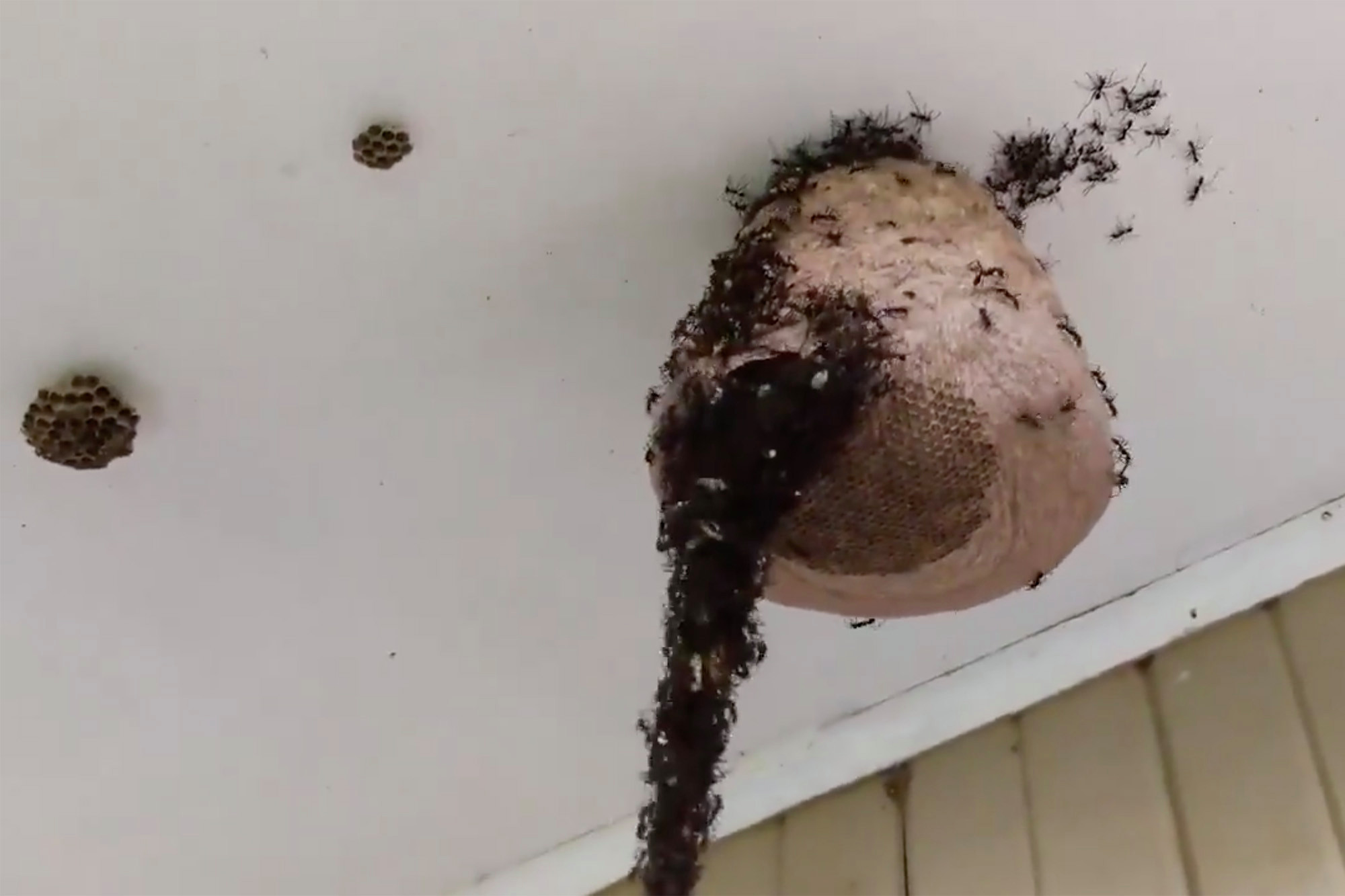Video: Hormigas construyen impresionante puente aéreo para atacar panal de avispas