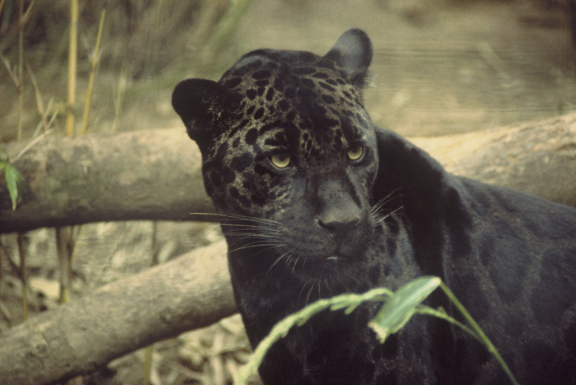 Video: Cámara escondida en la selva capta un raro ejemplar del jaguar negro