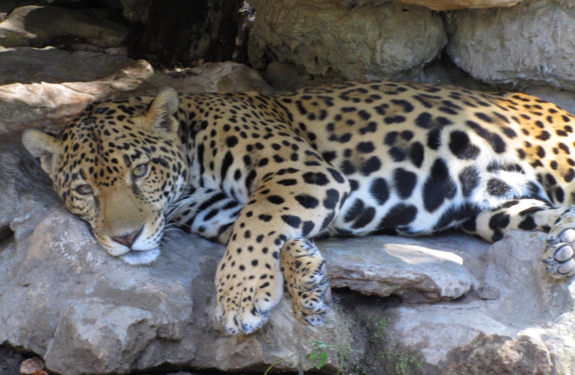 Aumenta población de jaguar en la biosfera Los Petenes, Campeche