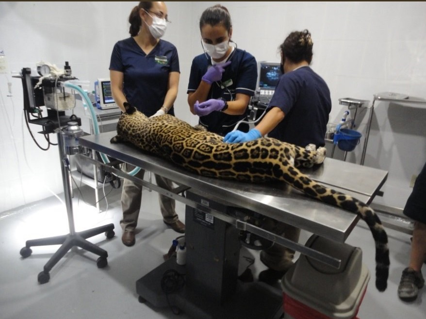 Rescatan y liberan a un jaguar en Solidaridad, Quintana Roo
