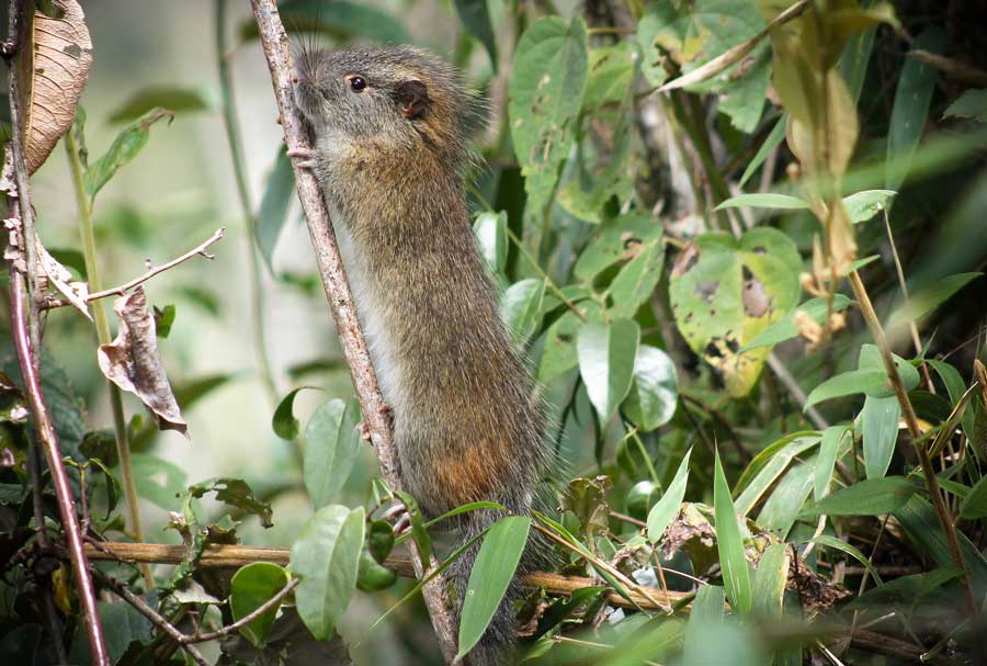 La 'rata del bambú', una especie rara de roedor, reaparece en Machu Picchu