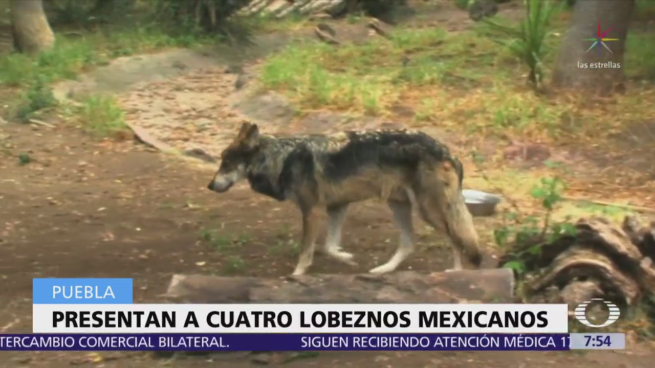 Lobos mexicanos nacidos en Puebla son presentados