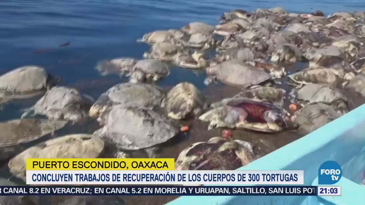 Localizan Muertas Tortugas En Oaxaca Puerto Escondico