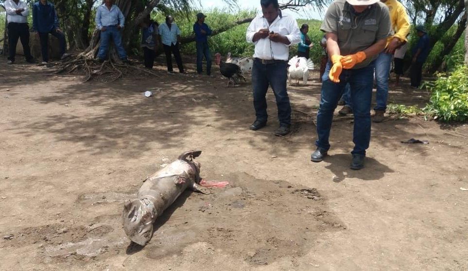 Profepa atiende reporte de manatí muerto en Centla, Tabasco