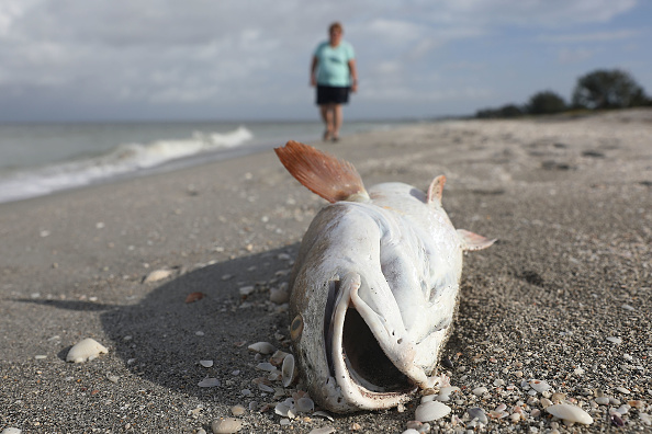 ‘Marea roja’ en Florida afecta 233 kilómetros de costa