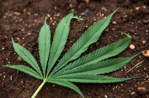 SCJN rechaza despenalización de posesión de marihuana