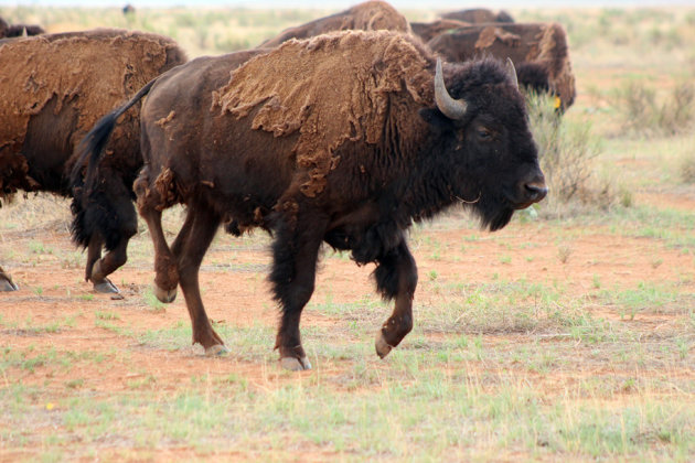bisontes-en-mexico-recuperan-terreno-en-chihuahua