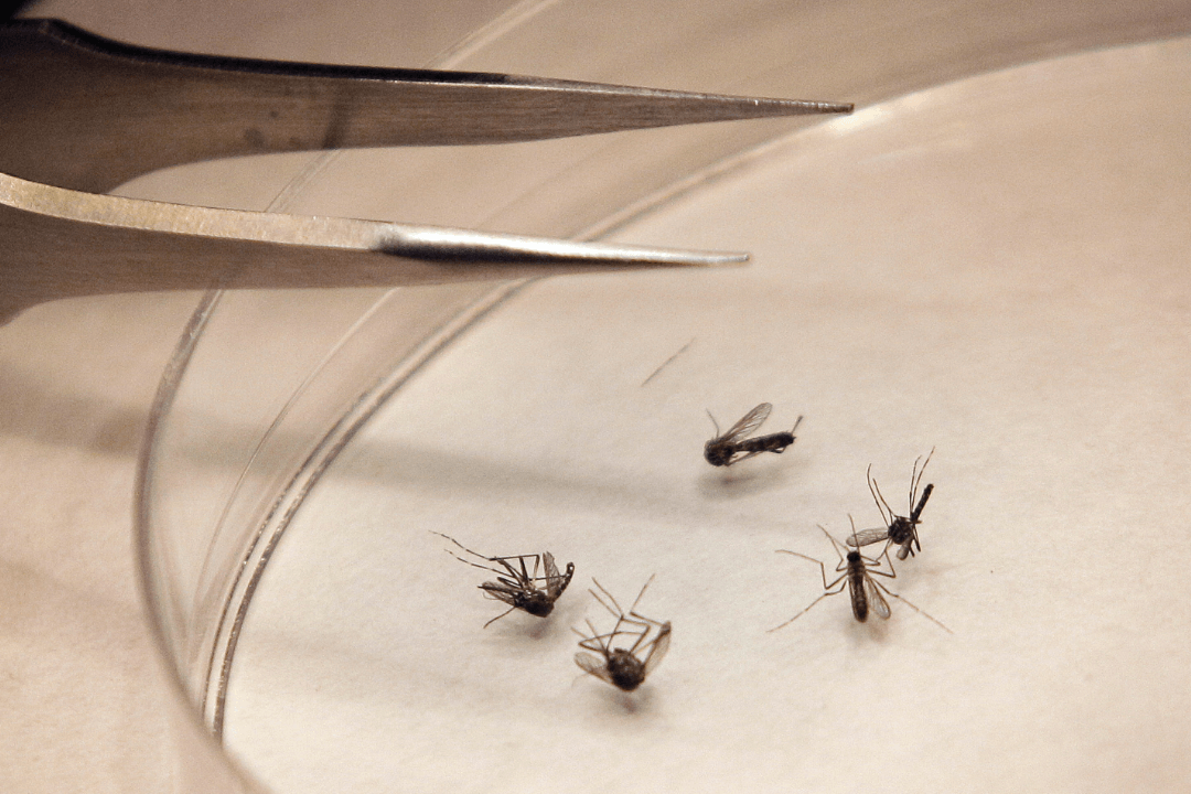 FOTO: Epidemia de dengue amenaza a Argentina, el 22 de enero de 2020