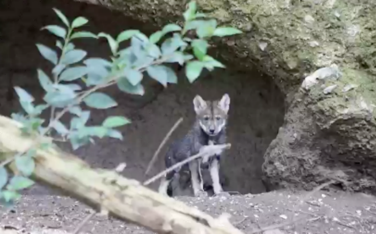 Nacen cuatro ejemplares de lobo gris mexicano en Puebla