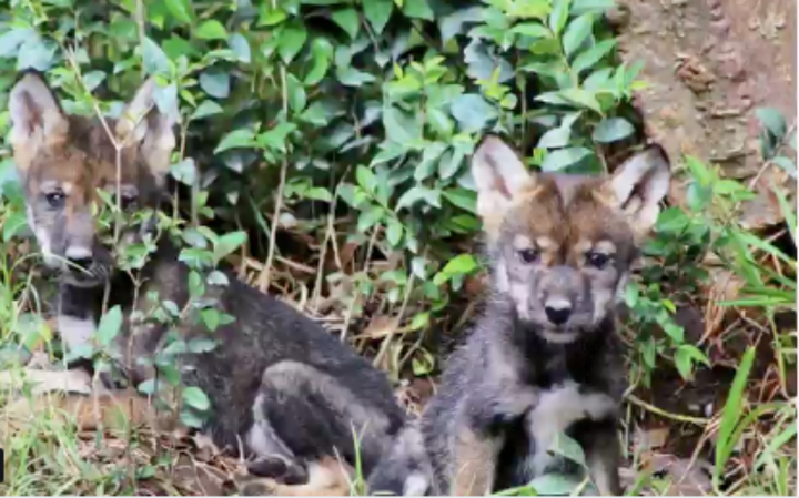Nacen cuatro ejemplares de lobo gris mexicano en Puebla