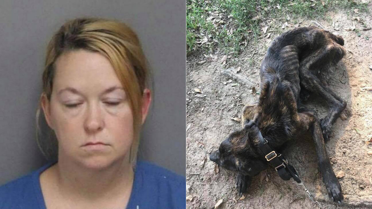 Para vengarse de su exnovio, mujer intenta matar de hambre a su perro