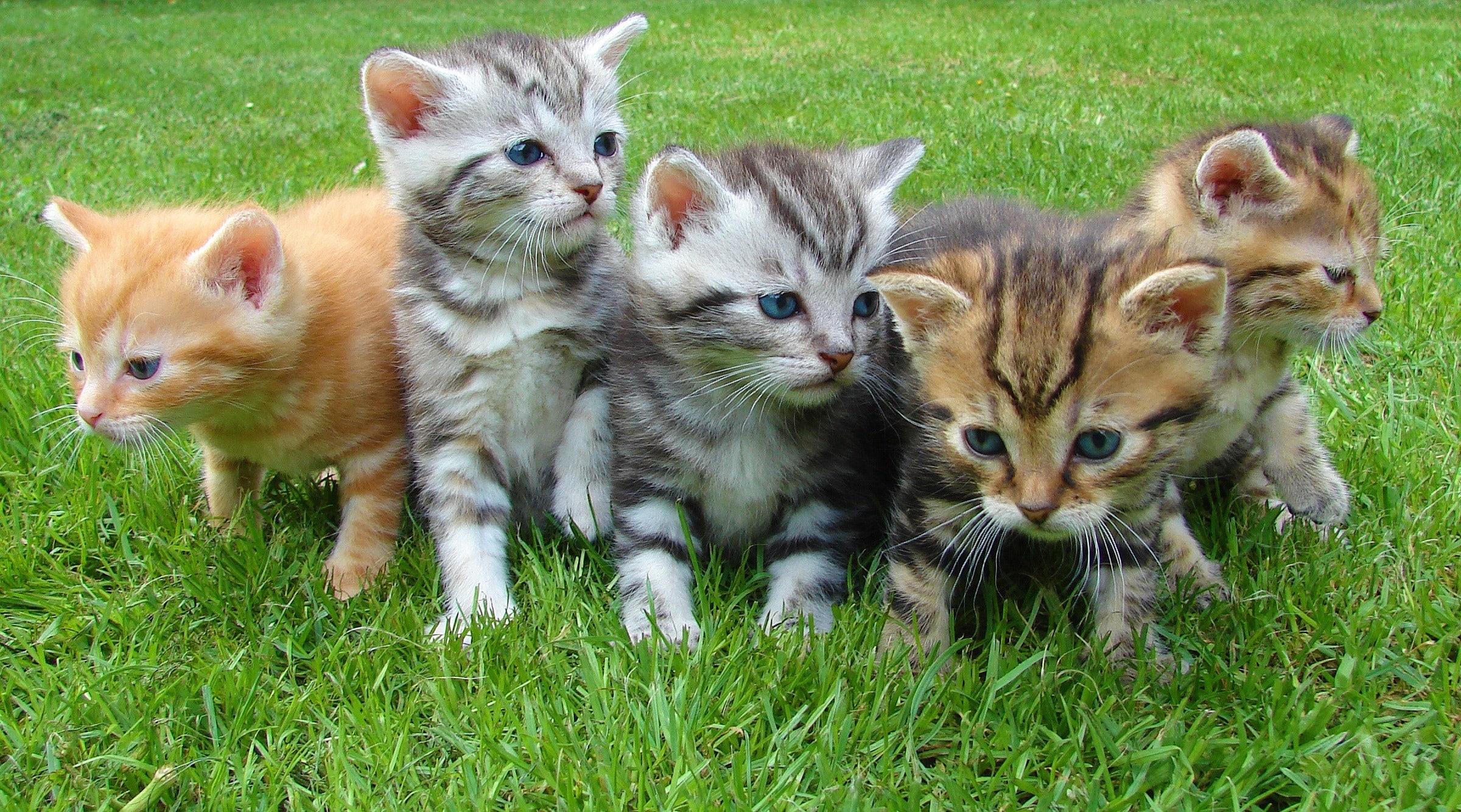 gatitos-imagen-ilustrativa-ofrecen-trabajo-cuidando-gatos-en-isla-griega