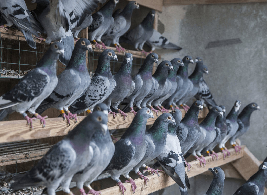 Cuatro palomas ganan carrera viajando en tren, en China
