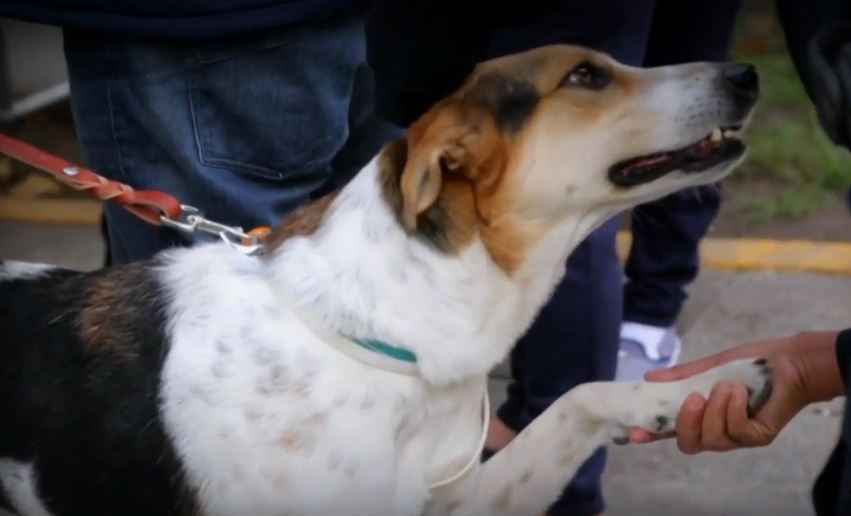 Con perros de acompañamiento, ‘Dejando Huella Reinserta’ ayuda a niños con autismo