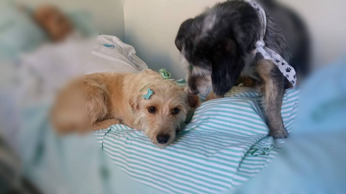 Perros Perritos Hospital Dueño Viral Redes Sociales