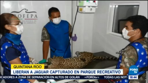 Profepa Libera Jaguar Quintana Roo