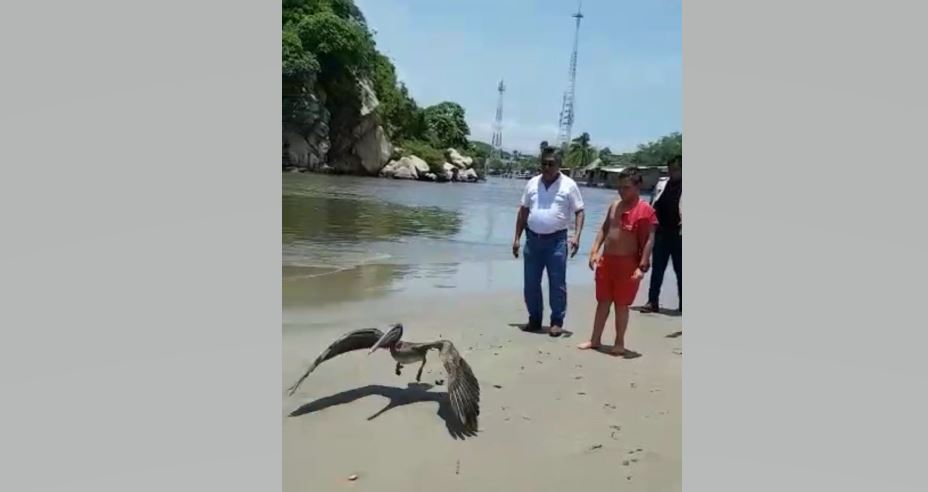 Profepa rescata a pelícano deshidratado en Acapulco, Guerrero