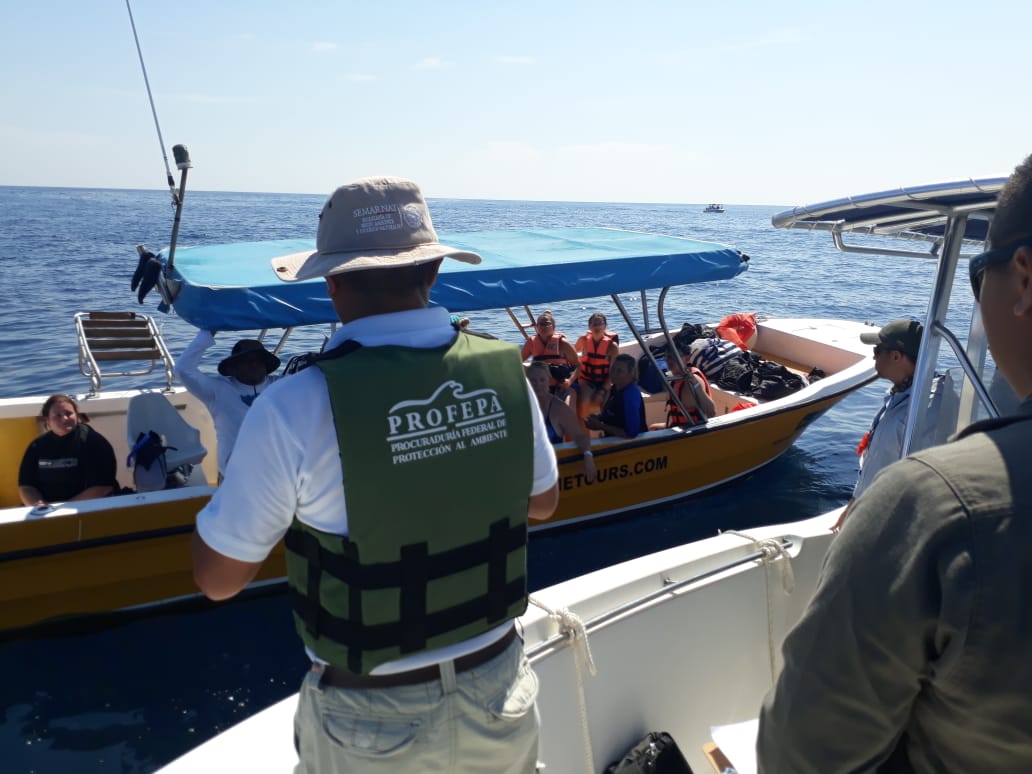 Profepa vigila zona de avistamiento del tiburón ballena en Quintana Roo