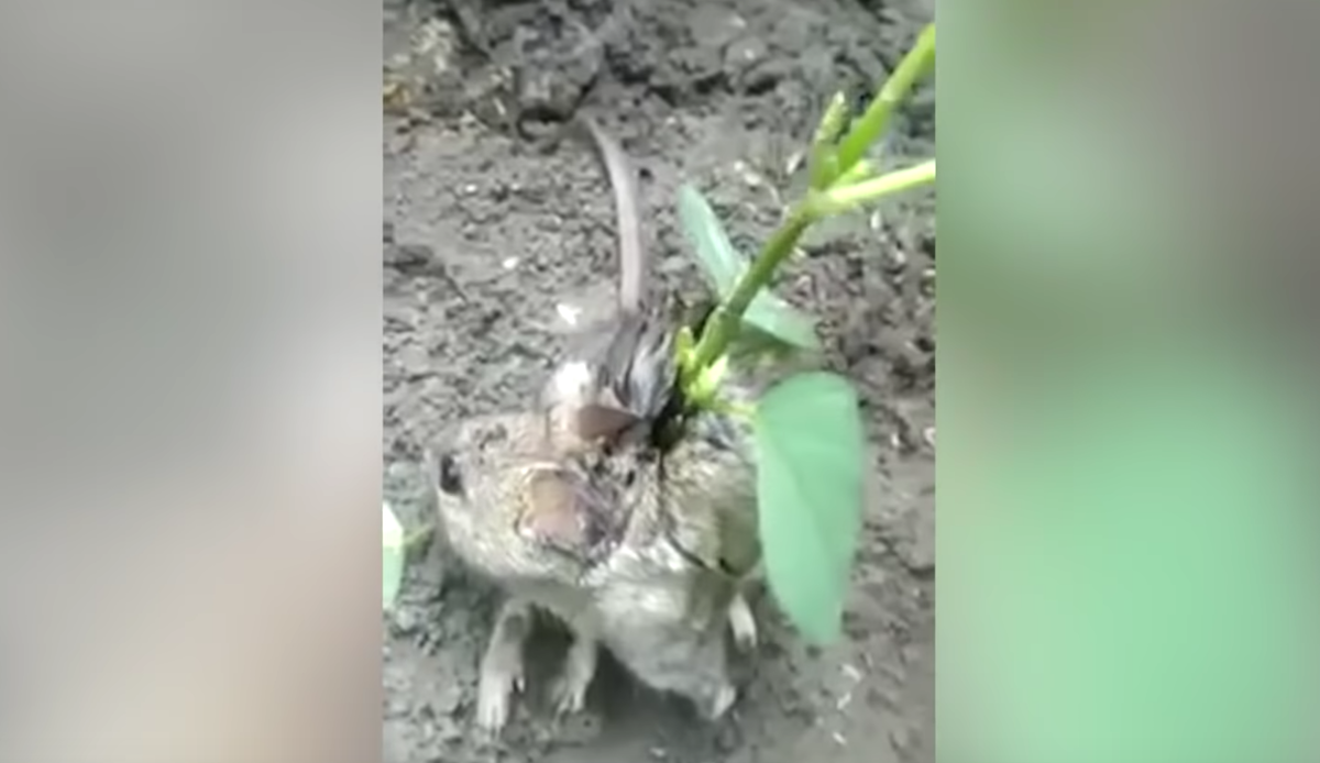 VIDEO: Encuentran rata con una planta sobre la espalda