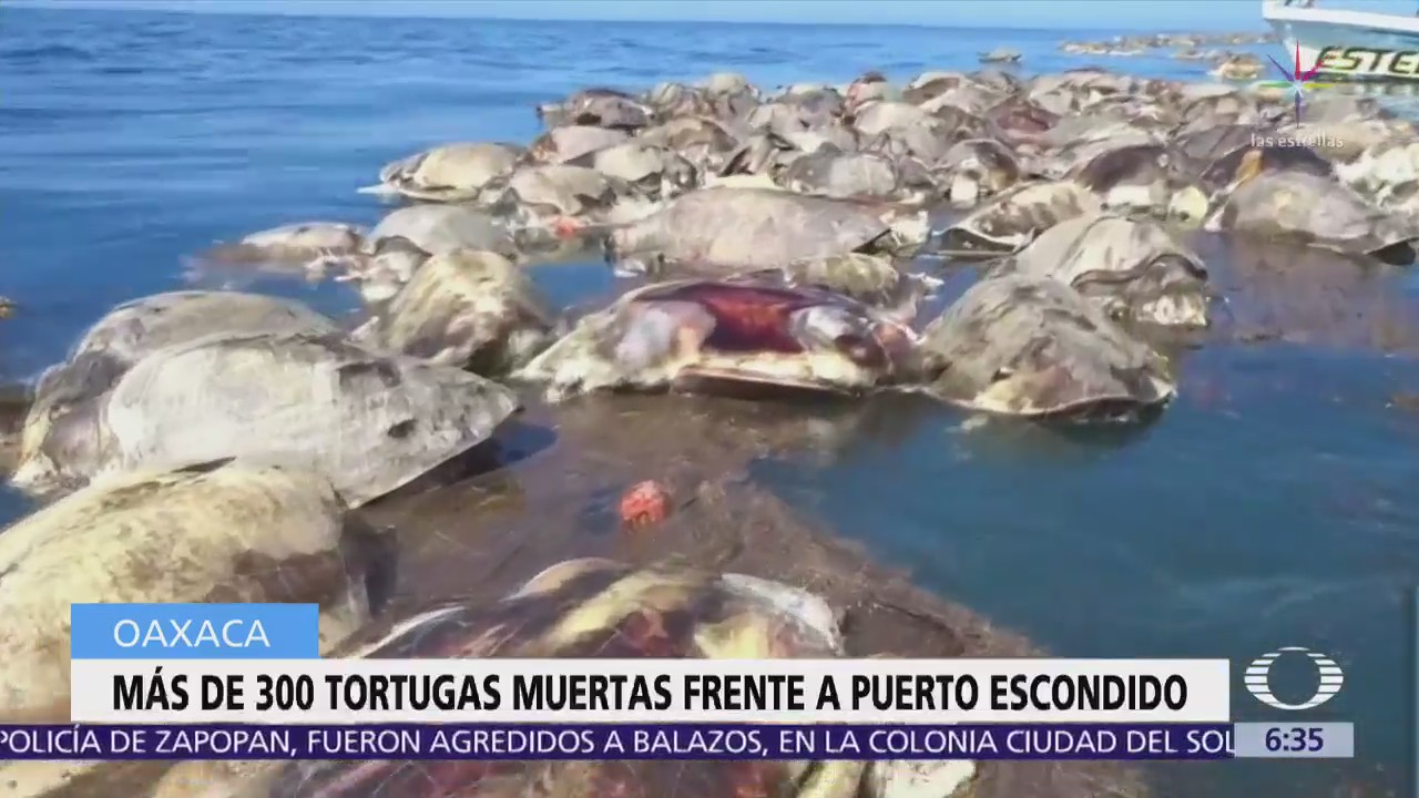 Red ilegal mata a 300 tortugas golfinas en Oaxaca