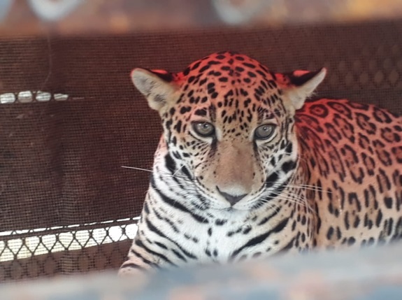 Rescatan a jaguar dentro de una casa en Tulum