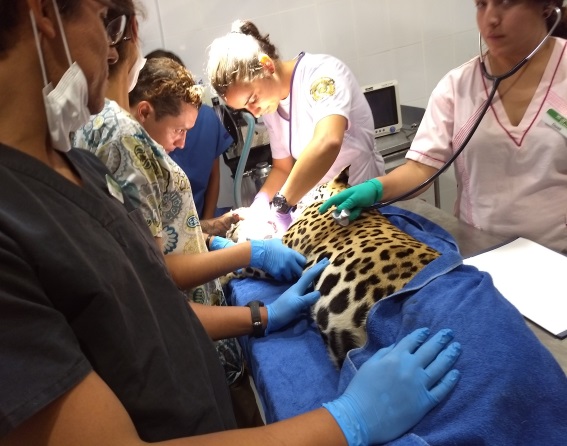 Rescatan a jaguar dentro de una casa en Tulum