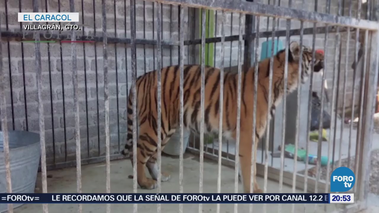 Rescatan Tigre Bengala Abandonado Guanajuato Casa