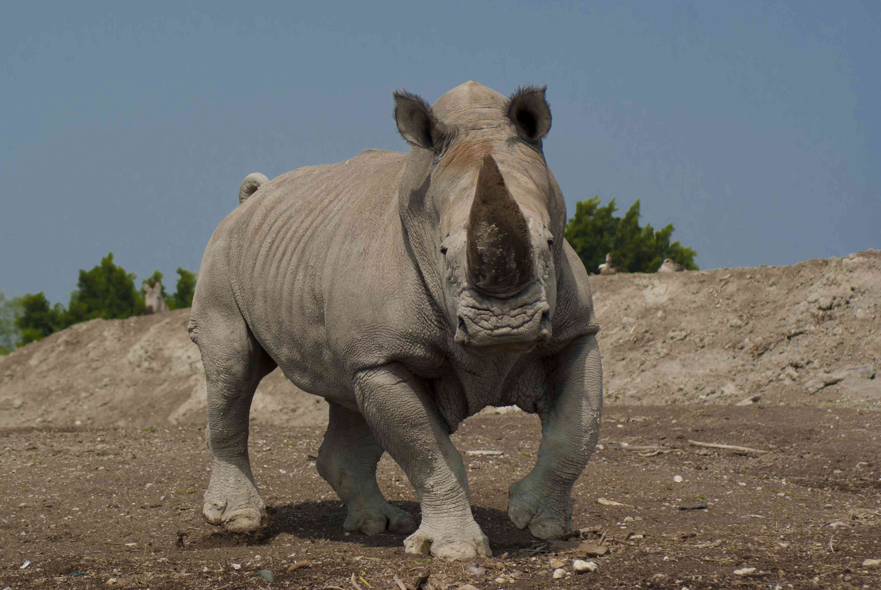 Rinoceronte ataca camioneta en Africam Safari, Puebla