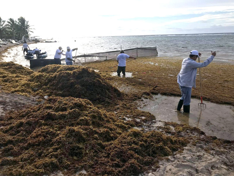 Semarnat uso maquinaria retirar sargazo playas QuintanaRoo 