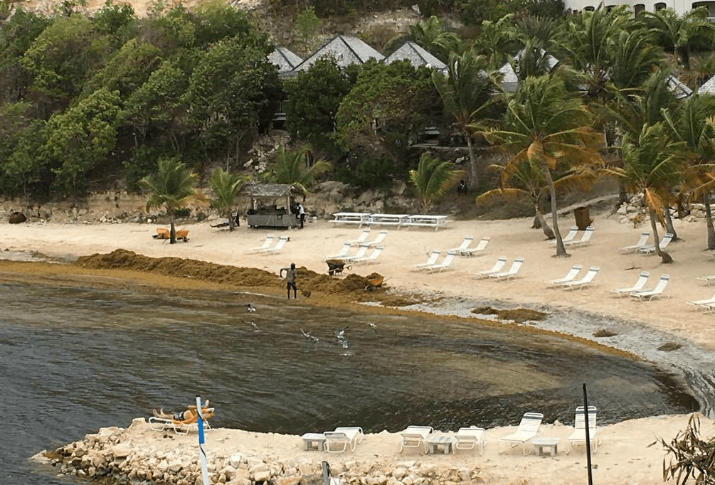 Sargazo en Cancún podría extenderse hasta octubre, informa Semarnat