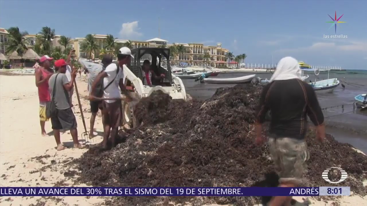 Sargazo en Cancún podría extenderse hasta octubre