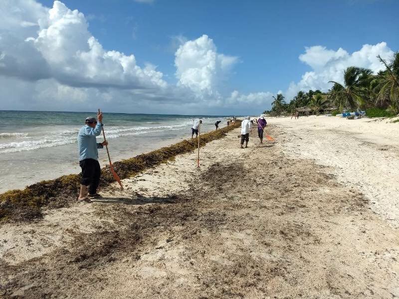 Sargazo en Cancún será desviado con mallas ecológicas