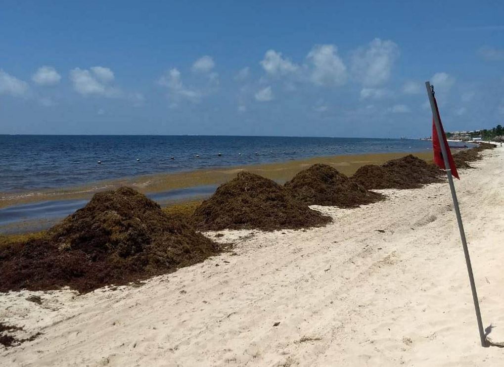 Instalan mesas para analizar solución al sargazo en Quintana Roo