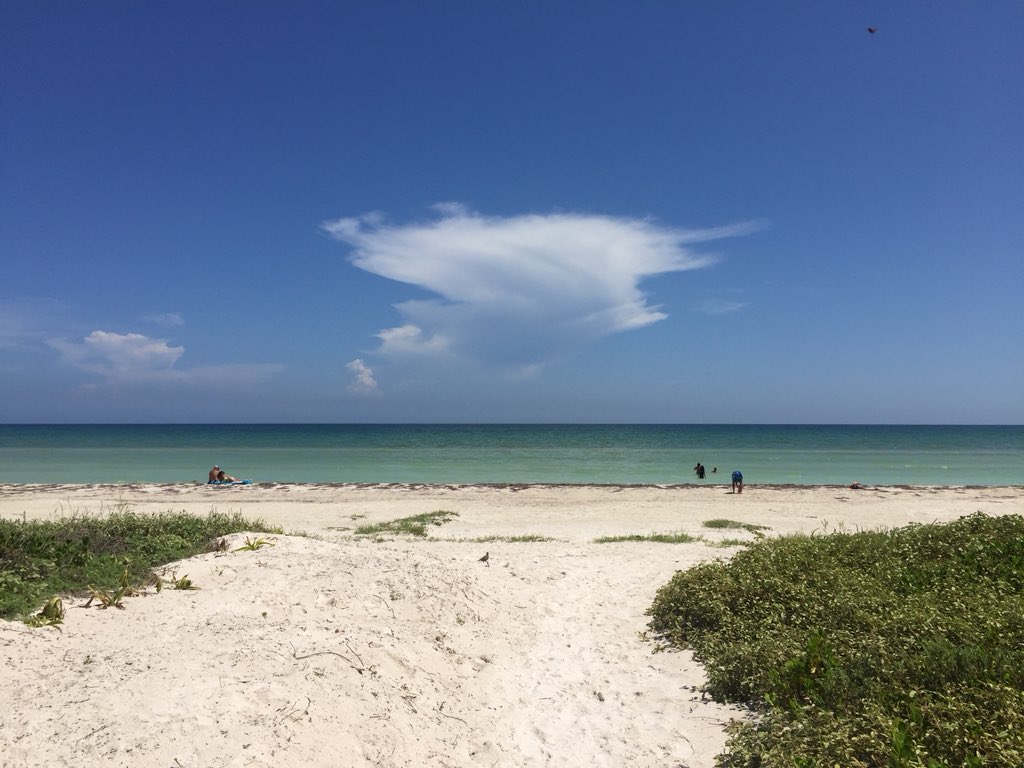 Sargazo es retirado de las playas de Yucatán