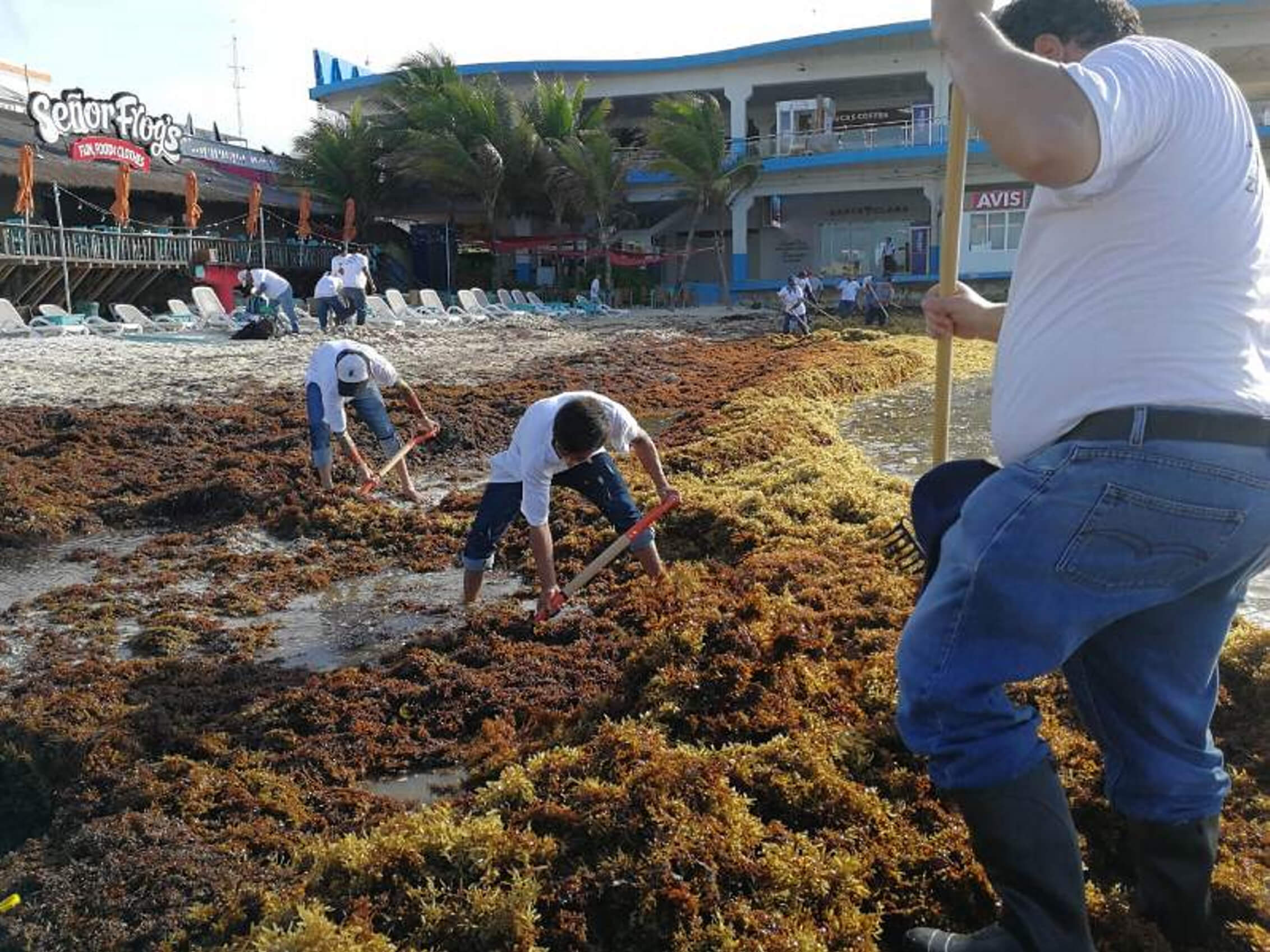 Sargazo que afecta Cancún y Playa del Carmen puede ser fertilizante