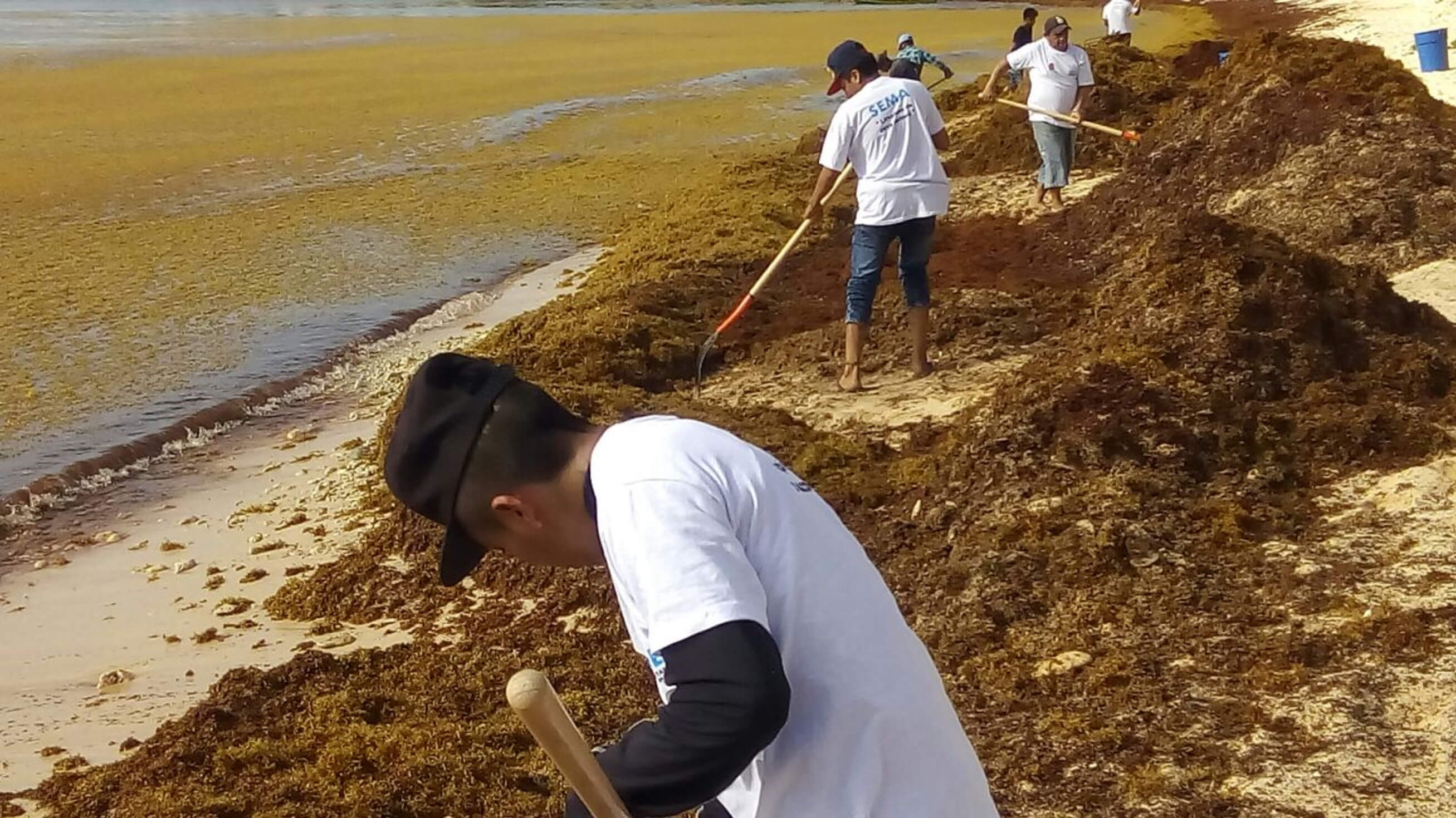 Sargazo que afecta Cancún y Playa del Carmen puede ser fertilizante