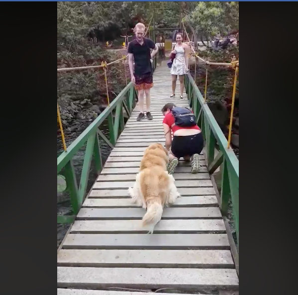 Perro teme Cruzar Puente Dueña Enseña